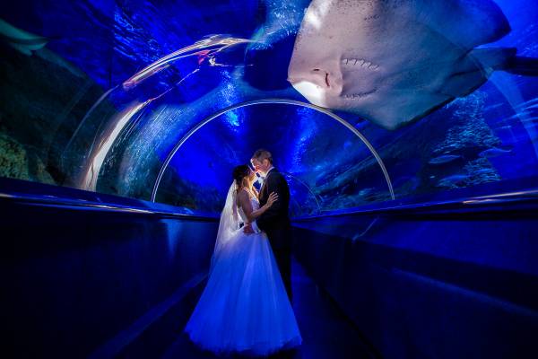 AQWA aquarium wedding photos